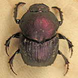 Onitis fulgidus